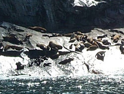 Sea Lions and babies