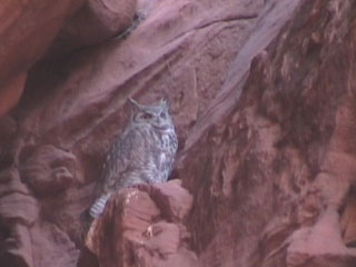 An owl watches over us as we enter into Owl Canyon.