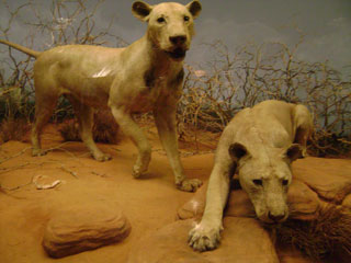 Maneless lions that killed 150 workers in Africa in 1889, causing railroad construction to be temporarily halted.