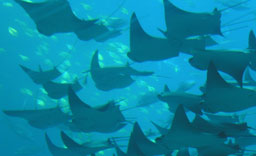 Manna rays scooting by
