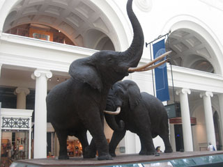 Massive African Bush elephants. The one in forefront of photo was killed by the explorer Delia "Mickie" Akeley, wife of the Field Museum taxidermist in the early 1900s.