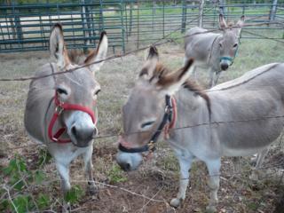 Friendly minature donkeys